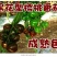 黑樱桃番茄种子超甜千禧日本圣女果高产四季阳台盆栽小西红柿