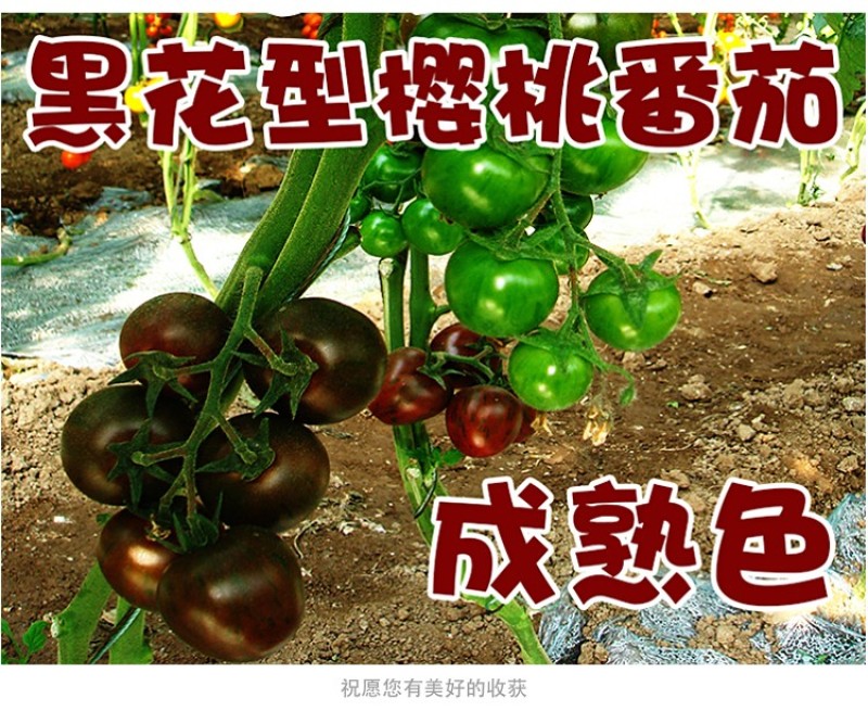 黑樱桃番茄种子超甜千禧日本圣女果高产四季阳台盆栽小西红柿