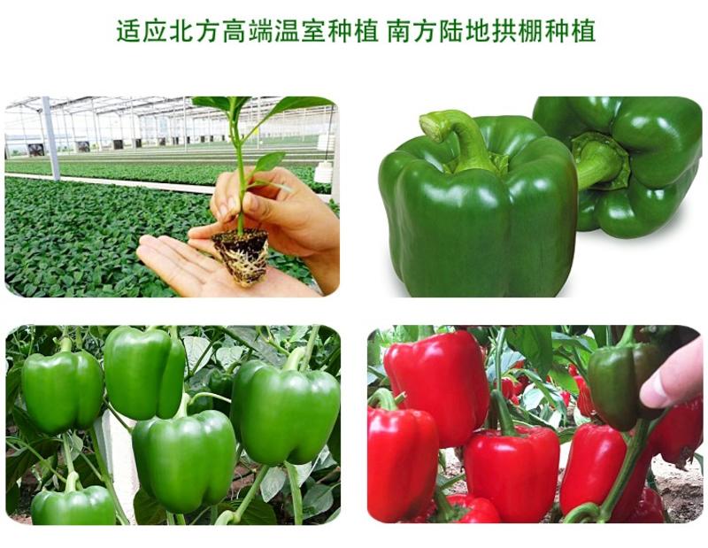 威纳菜椒种子五彩椒辣椒种孑四季高产阳台盆栽薄皮甜青椒蔬菜