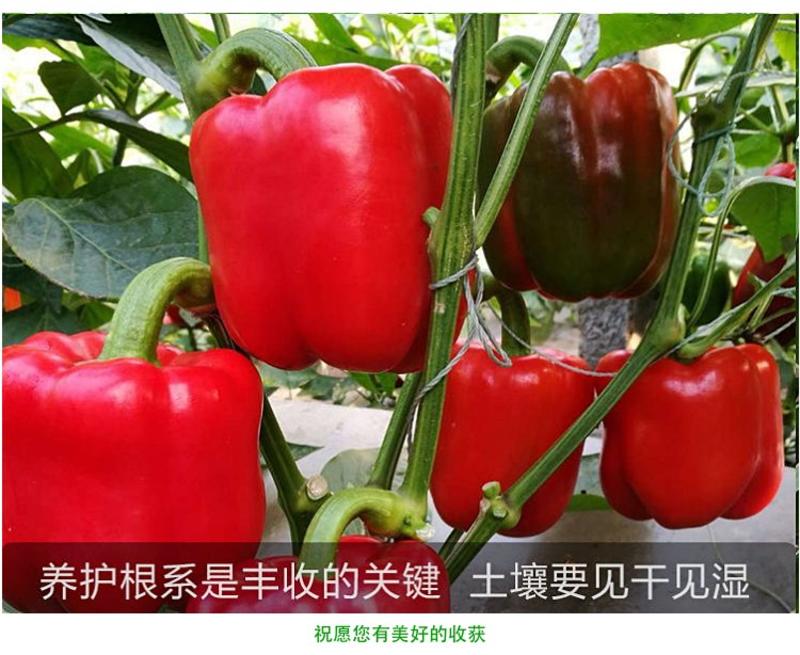 威纳菜椒种子五彩椒辣椒种孑四季高产阳台盆栽薄皮甜青椒蔬菜
