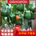 普林斯顿菜椒辣椒种子种籽苗彩椒菜苗蔬菜秧苗四季秧灯笼椒菜