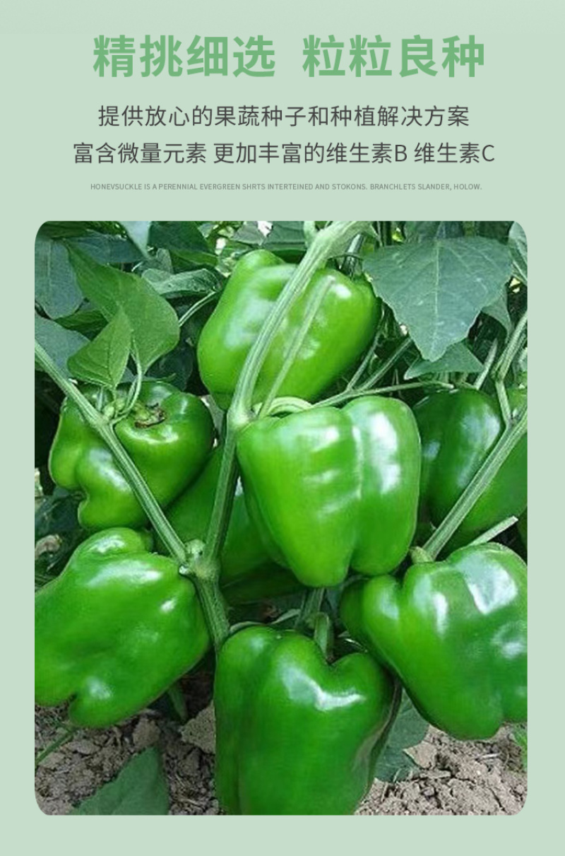 威尔特太空椒种子超大甜辣椒种籽高产甜椒苗蔬菜籽蔬菜秧苗种