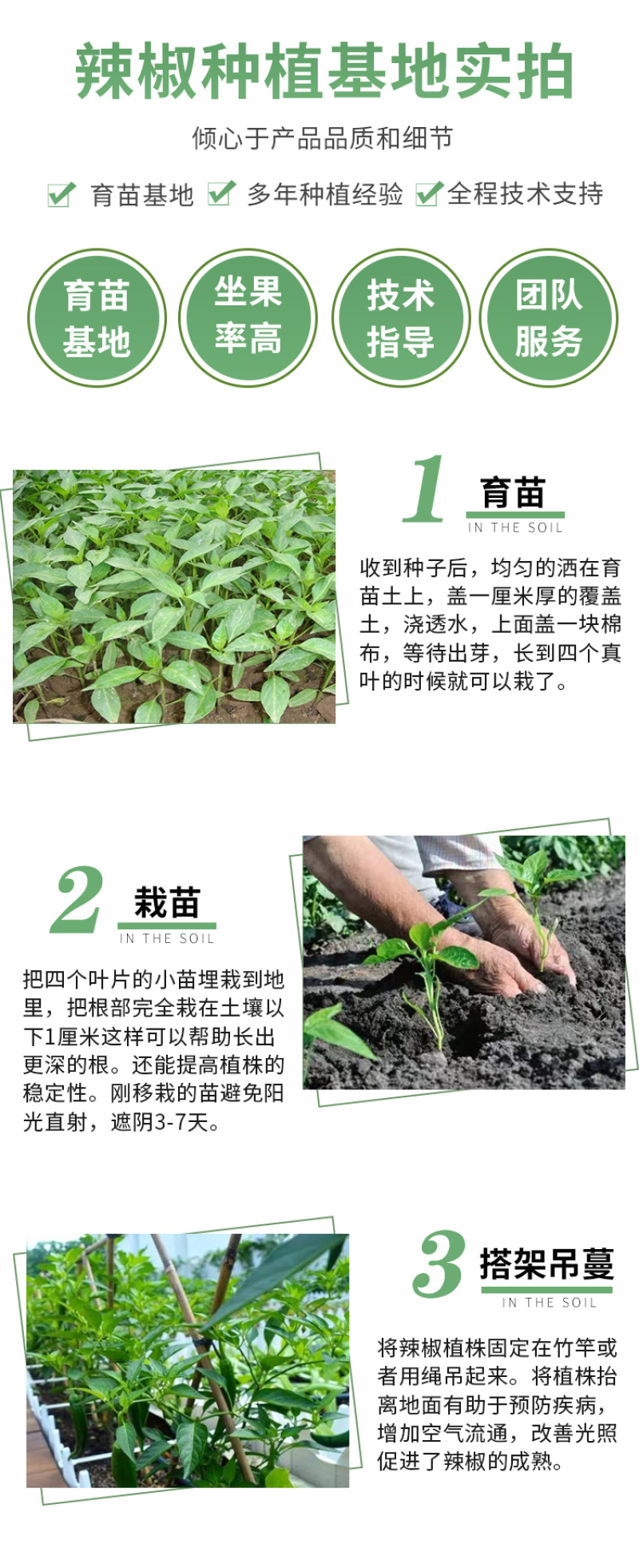 威尔特太空椒种子超大甜辣椒种籽高产甜椒苗蔬菜籽蔬菜秧苗种