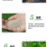 威尔特太空椒种子超大甜辣椒种籽高产甜椒苗蔬菜籽蔬菜秧苗种