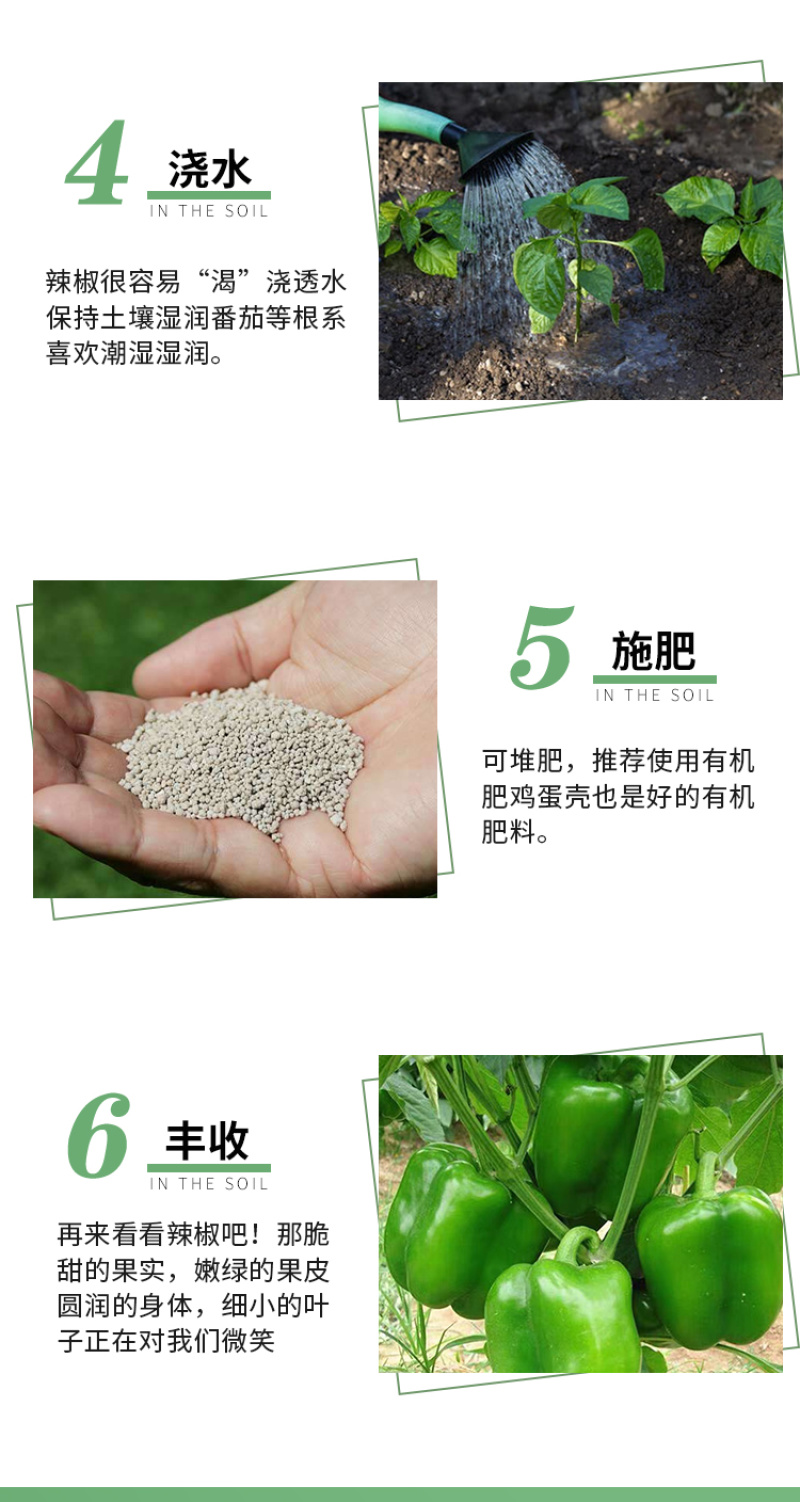 威尔特太空椒种子超大甜辣椒种籽高产甜椒苗蔬菜籽蔬菜秧苗种