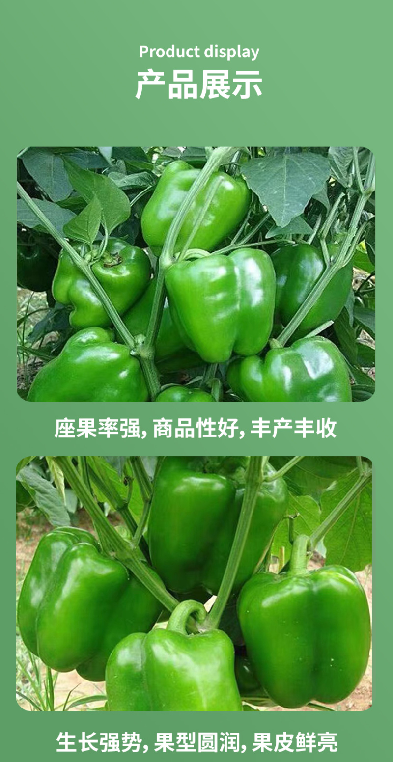 威尔特太空椒种子超大甜辣椒种籽高产甜椒苗蔬菜籽蔬菜秧苗种