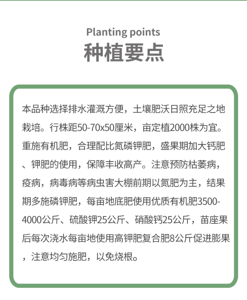 威尔特太空椒种子超大甜辣椒种籽高产甜椒苗蔬菜籽蔬菜秧苗种