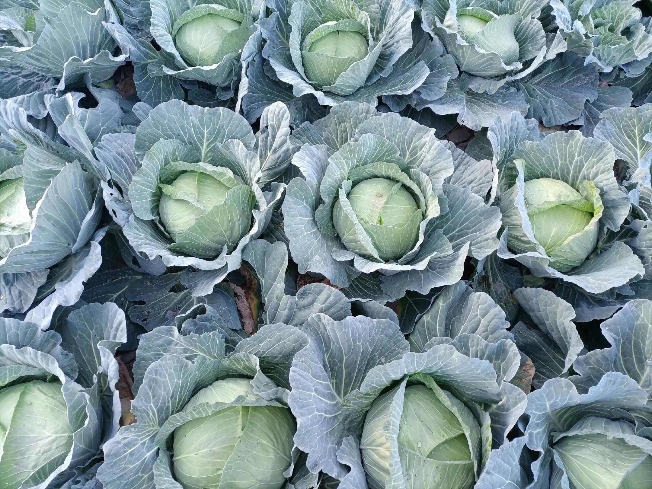 洋甘菊采收与加工场景：晨光中的有机洋甘菊田，工人手工采摘完全开放的花朵；右侧工作台陈列洁净托盘，盛放刚摊开的新鲜花序，花瓣洁白完整，花心鲜黄微凸，背景可见标准化干燥架与低温烘干设备