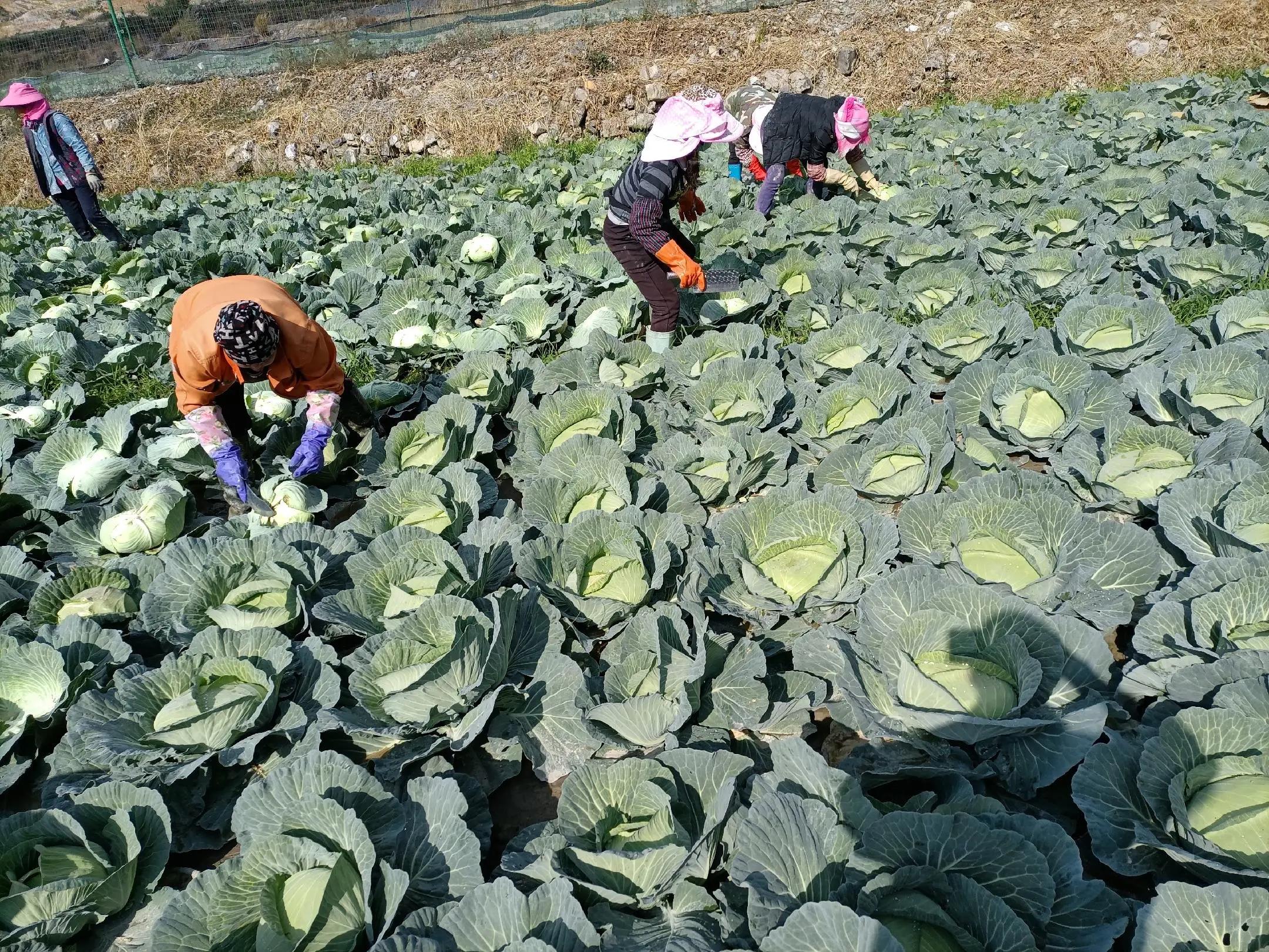 京丰1号甘蓝丰收采摘现场