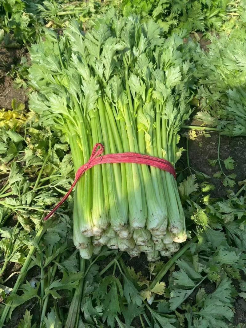 现货精品芹菜，产地直发，一手货源价格优惠包您满意
