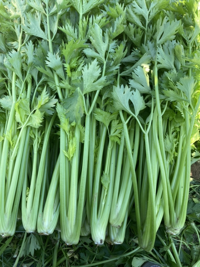现货精品芹菜，产地直发，一手货源价格优惠包您满意