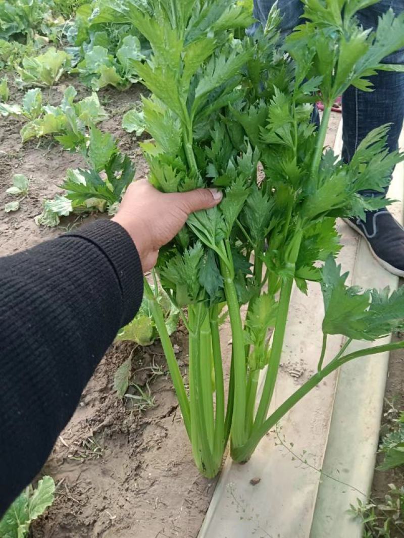 现货精品芹菜，产地直发，一手货源价格优惠包您满意