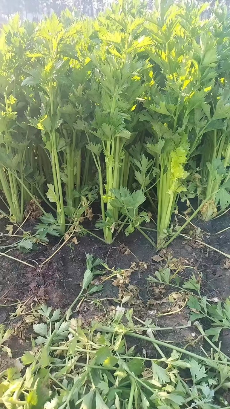 现货精品芹菜，产地直发，一手货源价格优惠包您满意