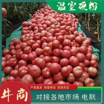 硬粉西红柿，弧二以上温室种植，质美价优，基地直发电联～