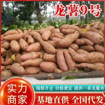 开封【龙薯九号】产地直供规格齐全价格便宜一条龙服务