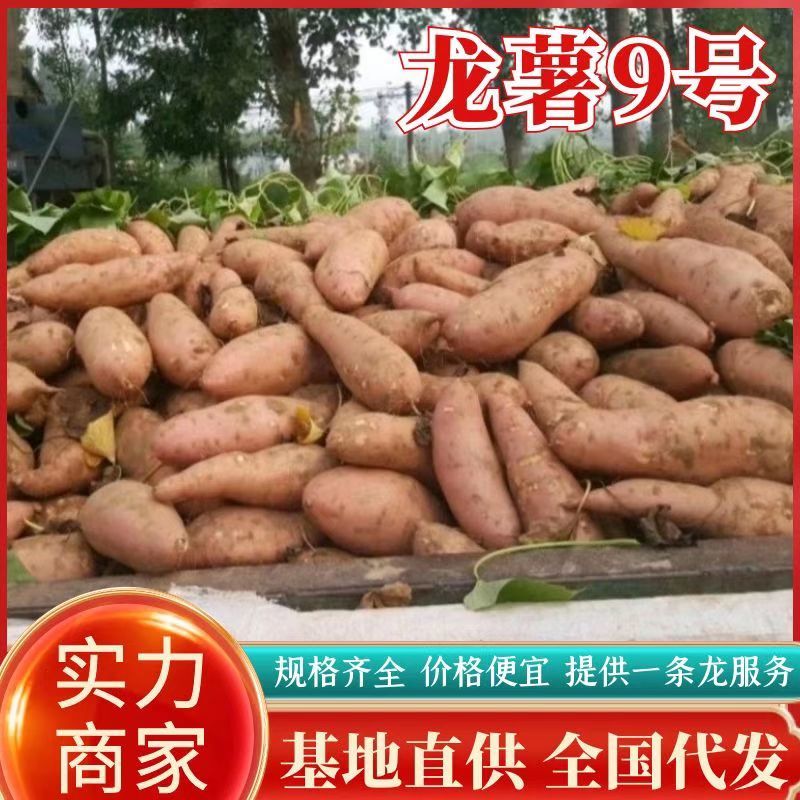开封【龙薯九号】产地直供规格齐全价格便宜一条龙服务