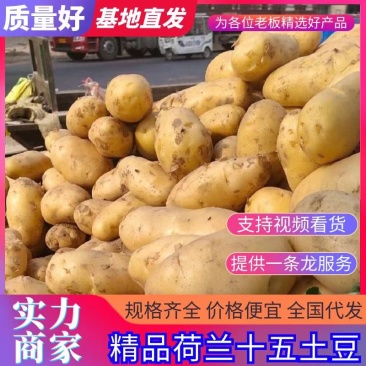 《实力供应商》荷兰十五土豆，河南土豆，全国发货，价格合理