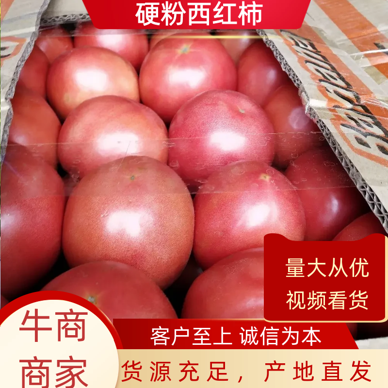 万亩西红柿弧三以上硬粉西红柿一手货源视频看货量大从优