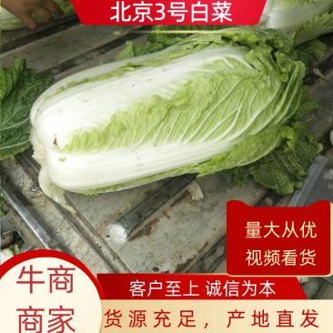 河北新乐市白菜万亩黄心菜大量现货