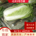 河北新乐市白菜万亩黄心菜大量现货