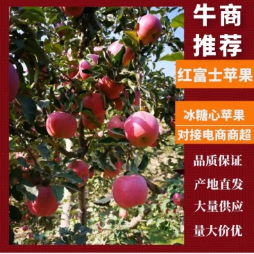 【产地直发】甘肃靖远冰糖心红富士品质保证