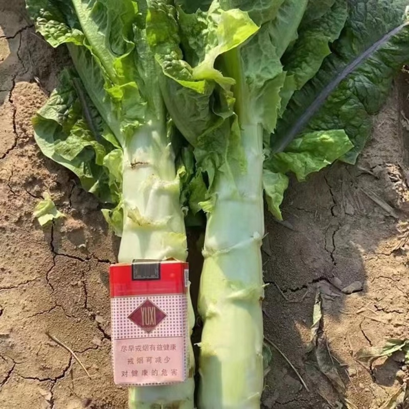 万亩精品红尖叶莴笋莴苣对接批发市场商超价格优惠
