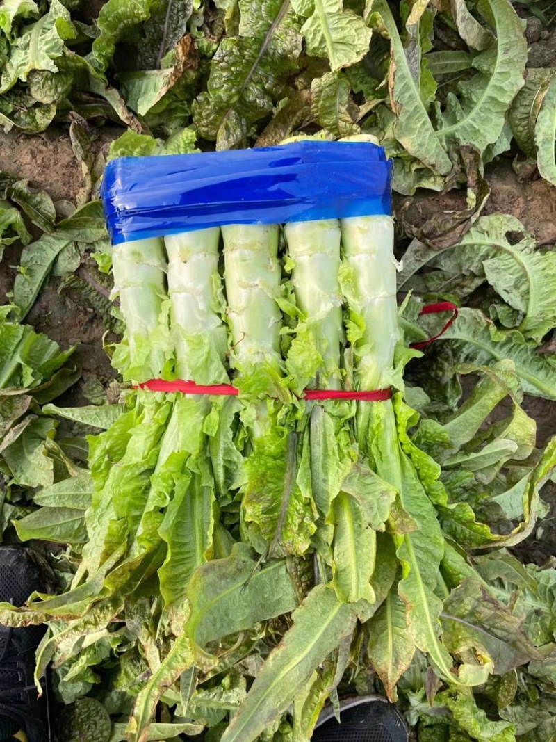 精品红叶香莴笋，原产地发货价格便宜货源充足欢迎来电