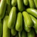 精品绿皮西葫芦，产地直发，货源充足稳定，欢迎选购看货