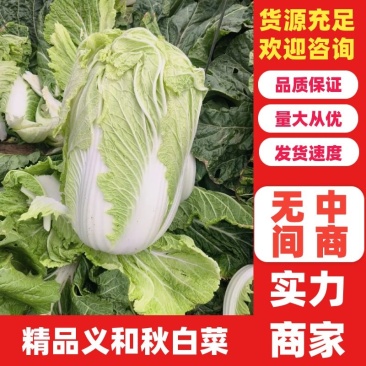 义和秋白菜，砀山基地直供，货源充足，代发全国，欢迎联系！