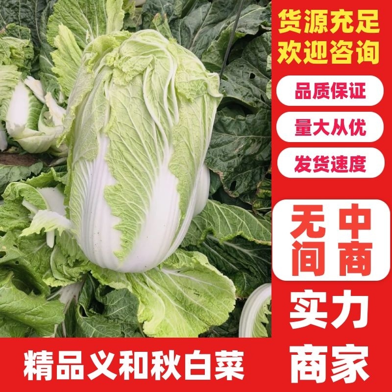 义和秋白菜，砀山基地直供，货源充足，代发全国，欢迎联系！