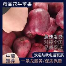 山东惠民县水果供应80以上花牛蛇苹果价格欢迎进店选购