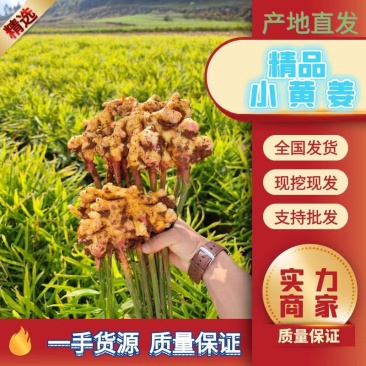 云南小黄姜云南生姜贵州二号姜湖南二号姜山东二号姜生姜产地