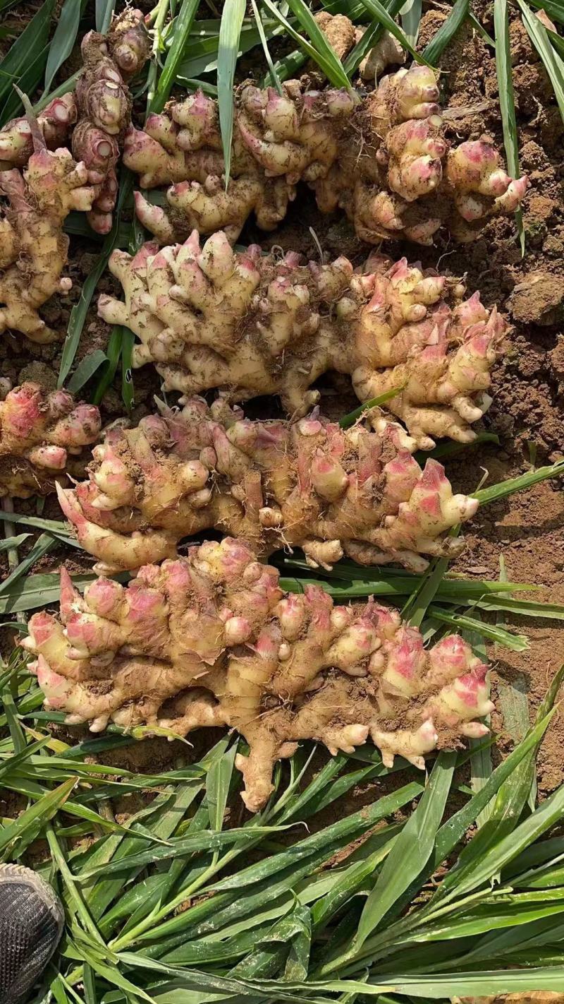 云南小黄姜云南生姜贵州二号姜湖南二号姜山东二号姜生姜产地