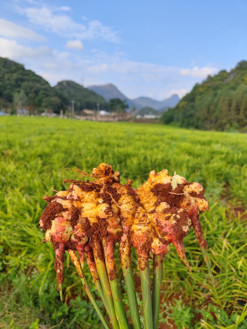 云南小黄姜云南生姜贵州二号姜湖南二号姜山东二号姜生姜产地