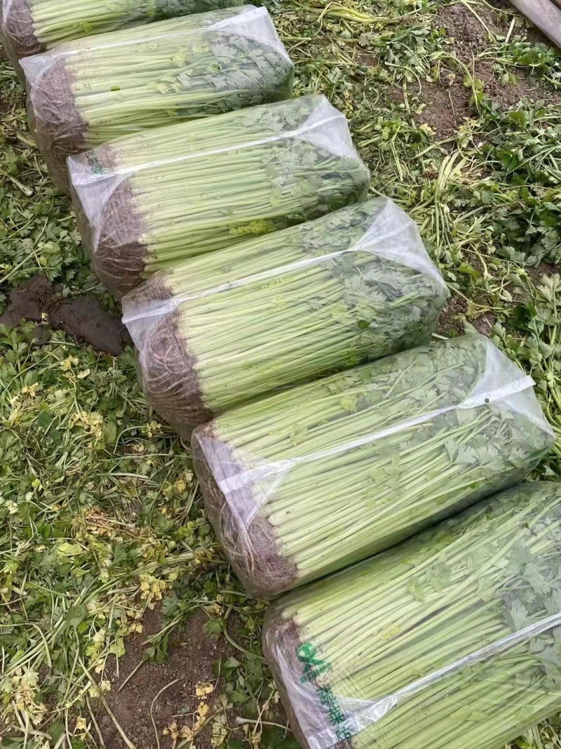 茼蒿/小叶茼蒿/江苏淮安茼蒿/淮安茼蒿/视频拿货电联优惠