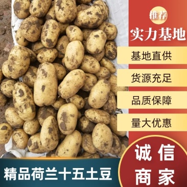 精品荷兰十五土豆四两以上精品产地直供质量保证量大从优
