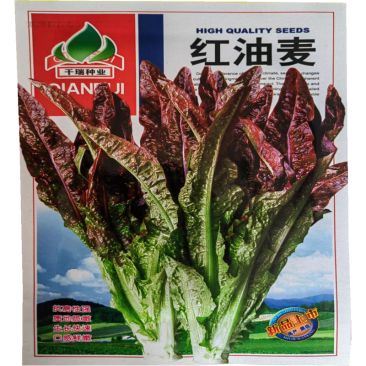 红油麦菜种子甜脆油麦菜种子蔬菜孑春季农家高产纤维少