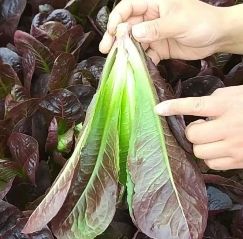 红油麦菜种子甜脆油麦菜种子蔬菜孑春季农家高产纤维少