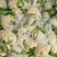 有机松花菜菜花大量上市供应中价格低货源多品质好白面青梗
