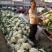 有机松花菜菜花大量上市供应中价格低货源多品质好白面青梗