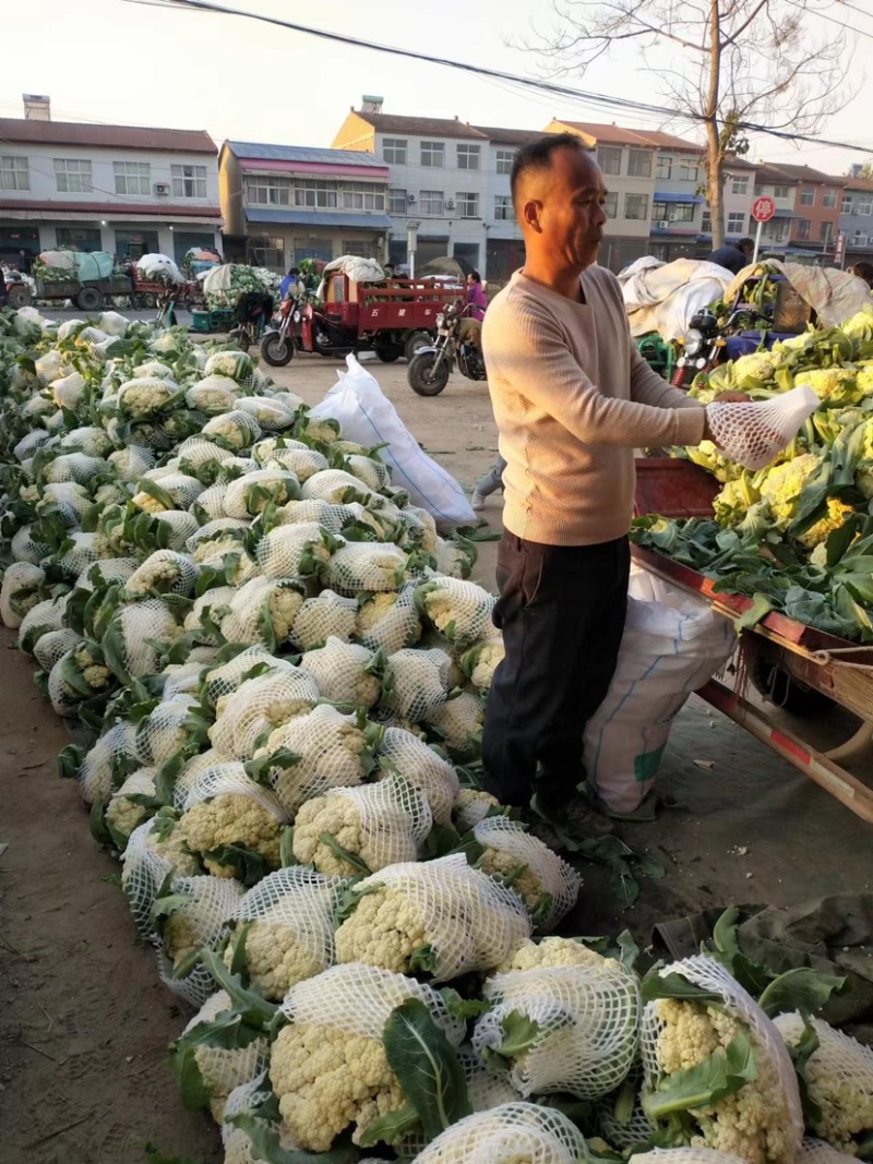 有机松花菜菜花大量上市供应中价格低货源多品质好白面青梗