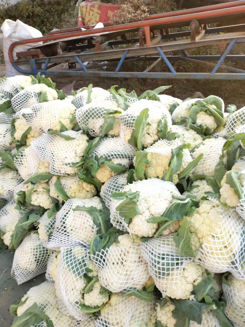 有机松花菜菜花大量上市供应中价格低货源多品质好白面青梗