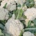 有机松花菜菜花大量上市供应中价格低货源多品质好白面青梗