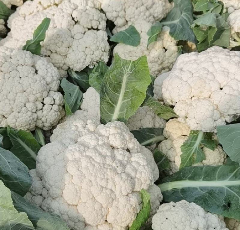 有机松花菜菜花大量上市供应中价格低货源多品质好白面青梗