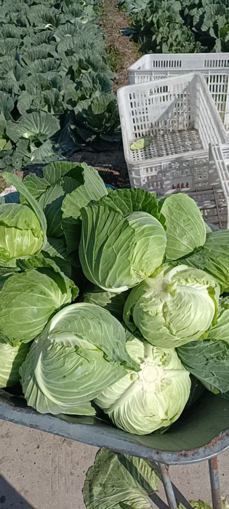 精品圆包菜甘蓝中甘甘蓝品质保障货源充足价格低欢迎来电