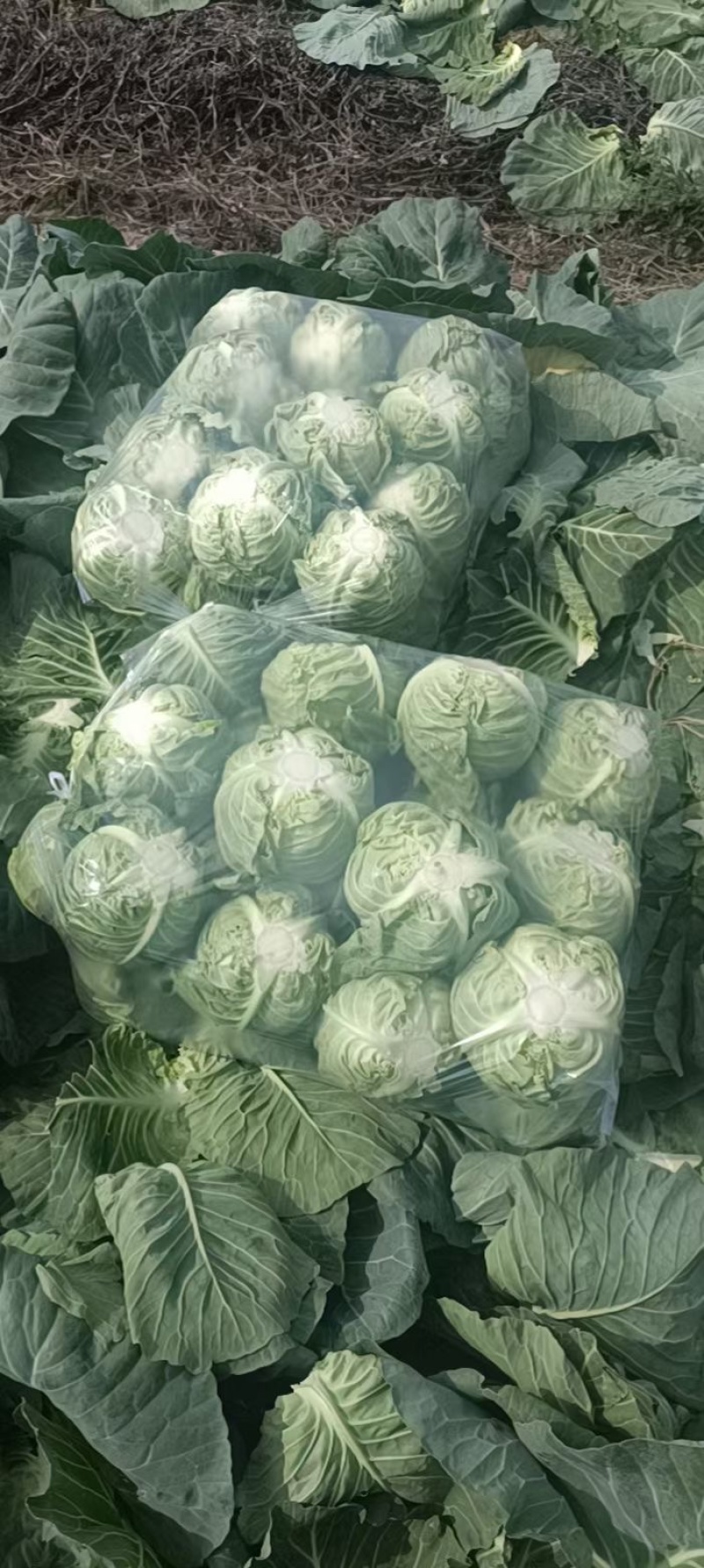 精品圆包菜甘蓝中甘甘蓝品质保障货源充足价格低欢迎来电