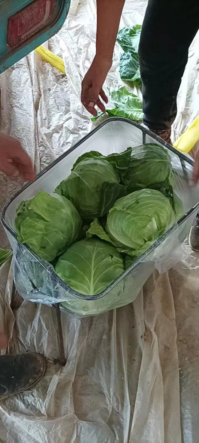 精品圆包菜甘蓝中甘甘蓝品质保障货源充足价格低欢迎来电