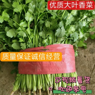 山东大叶香菜品质保障，诚信经营，量大优惠，可视频看货