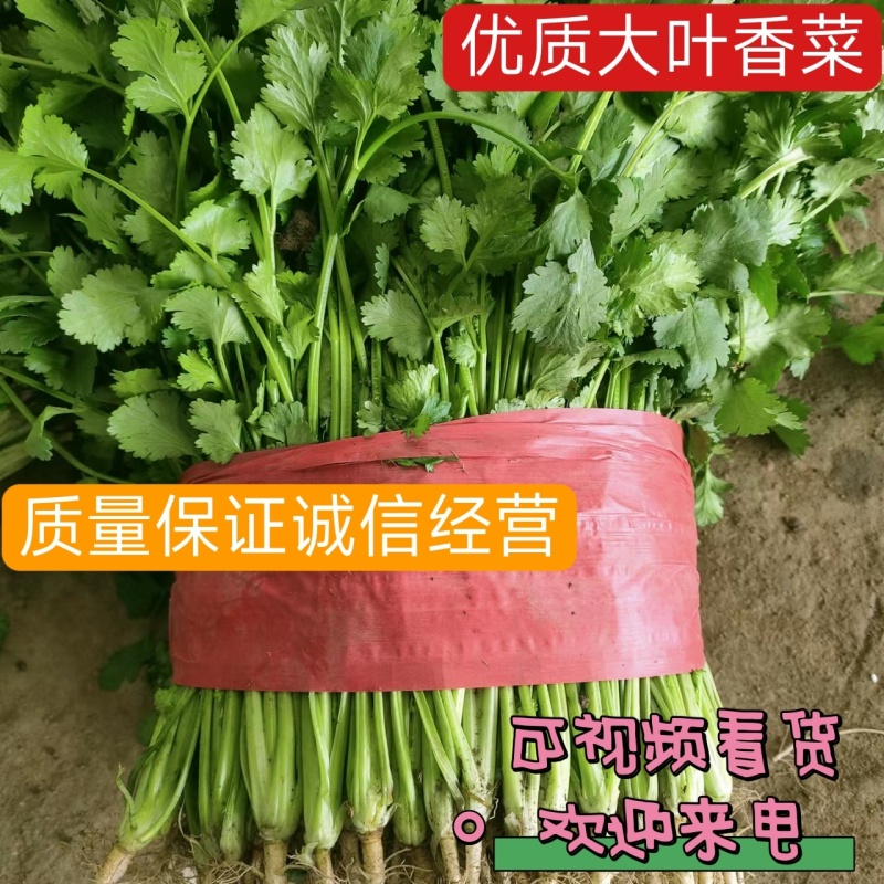 山东大叶香菜品质保障，诚信经营，量大优惠，可视频看货
