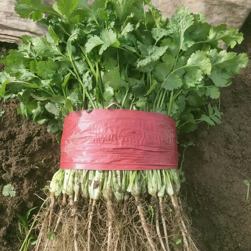 山东大叶香菜品质保障，诚信经营，量大优惠，可视频看货